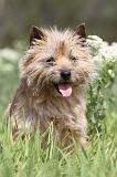 CAIRN TERRIER 219